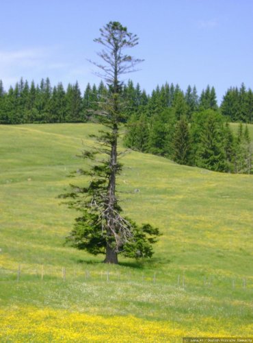 Allgäu