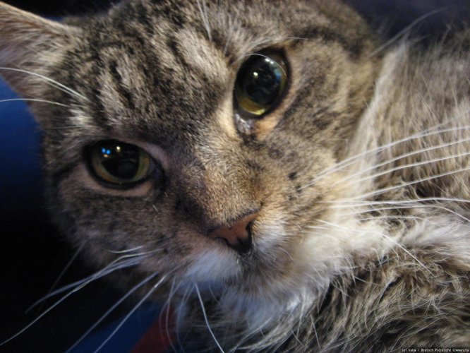 Katze ,kot