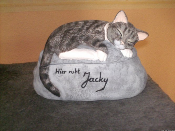 Katze,Kot