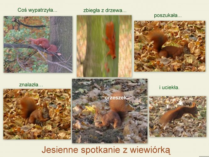 Wiewiórka / Eichhoernchen