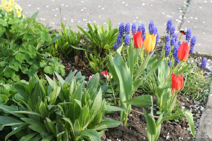Tulipany