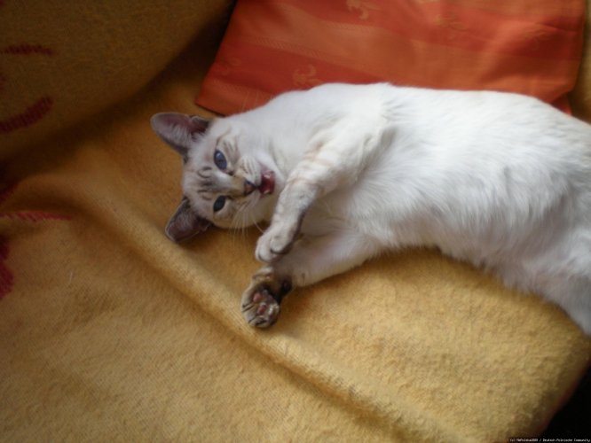 moj kooooootek