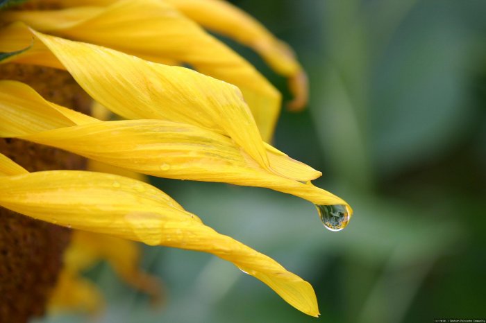 Regentropfen - Sonnenblume