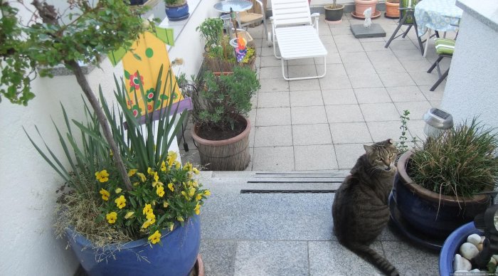 Kater Felix