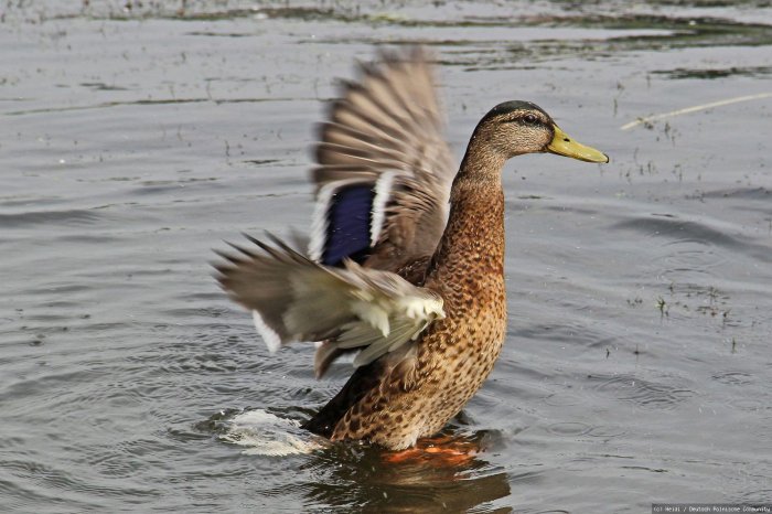 Ente will hoch hinaus