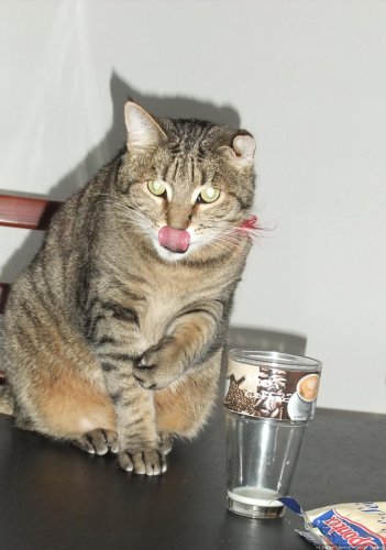 Kater Felix nimmer satt