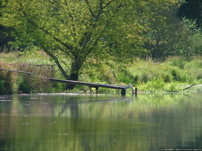 Buschmähn,s-Welt