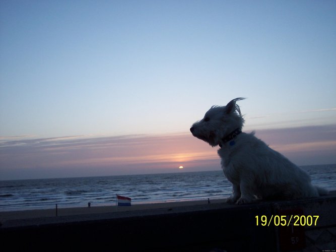 Westi in Urlaub