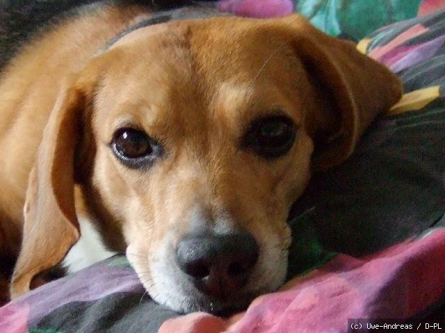 Beagle