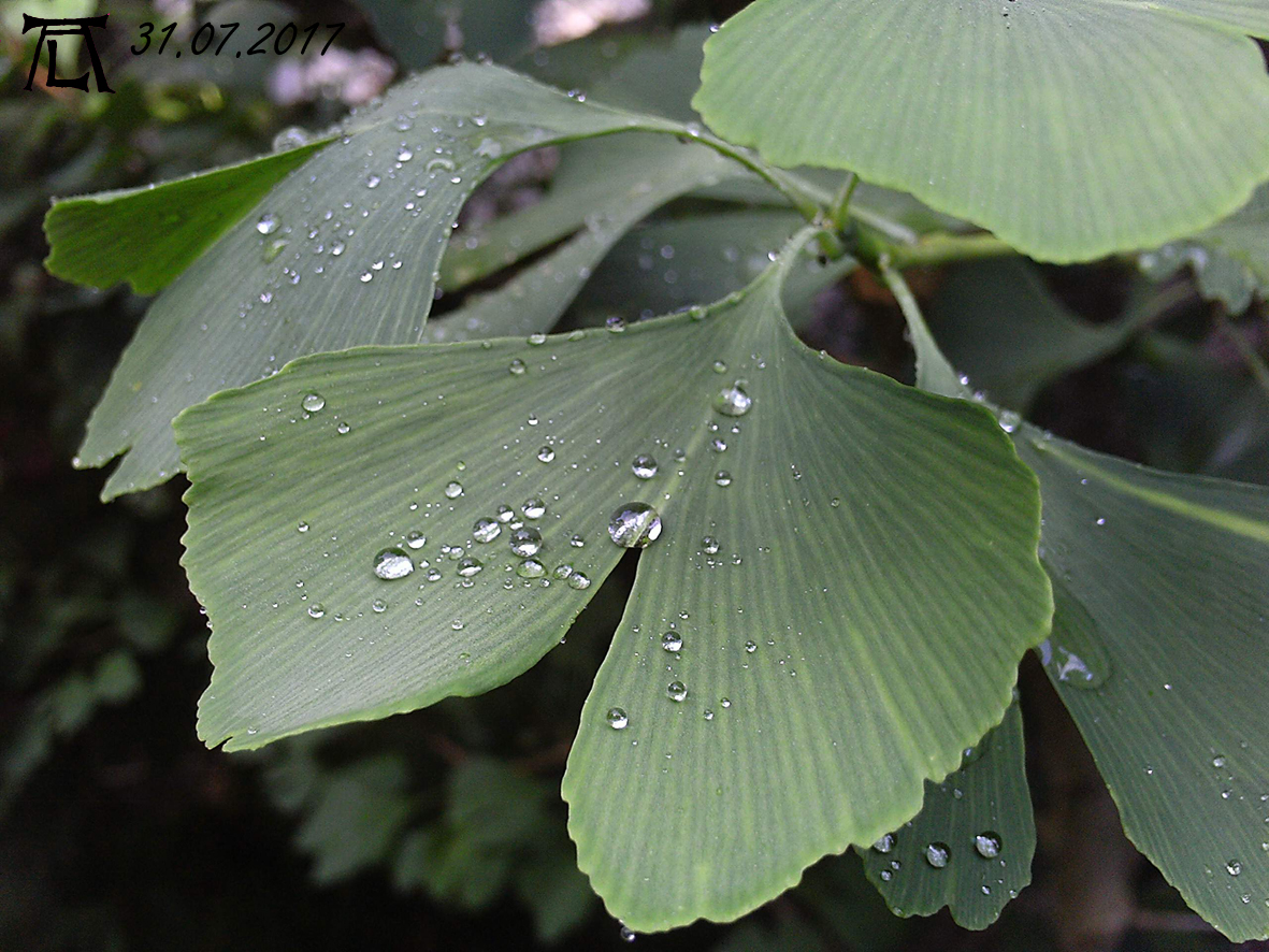 Ginkotropfen