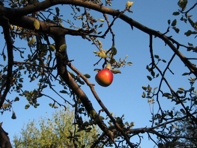 Apfel