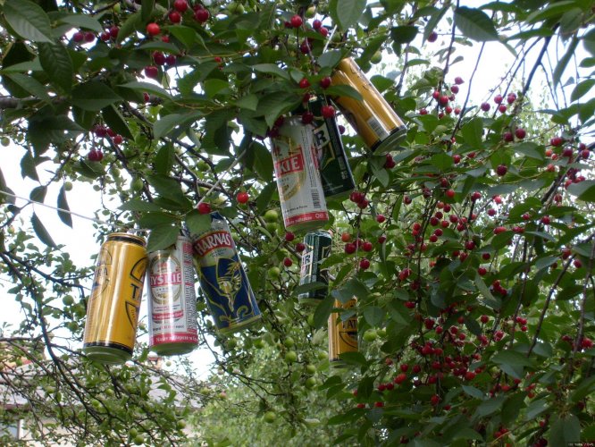 Bierdosen im Baum