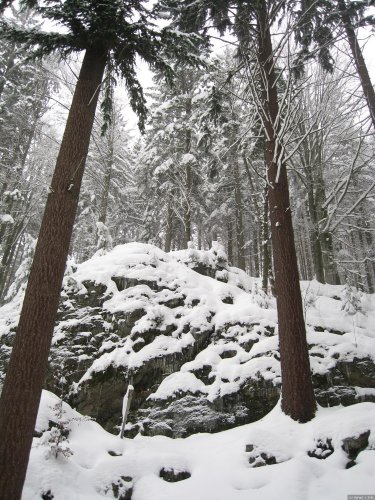 Bayerischer Wald 2