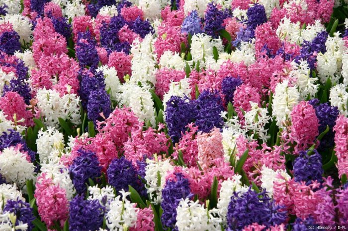 Narzissen im Keukenhof