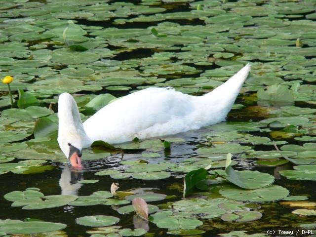 Schwan