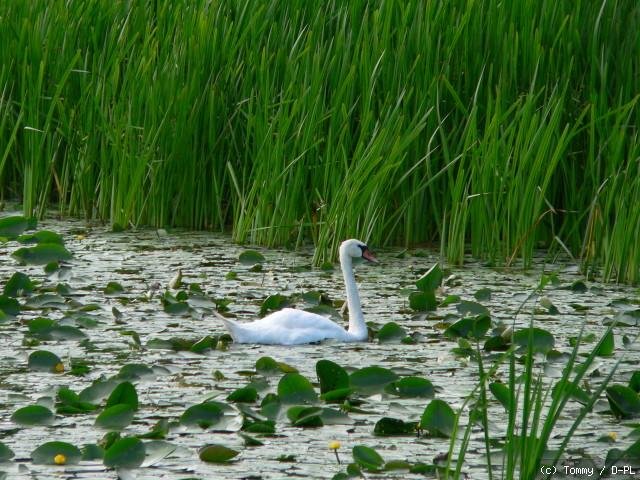 Schwan