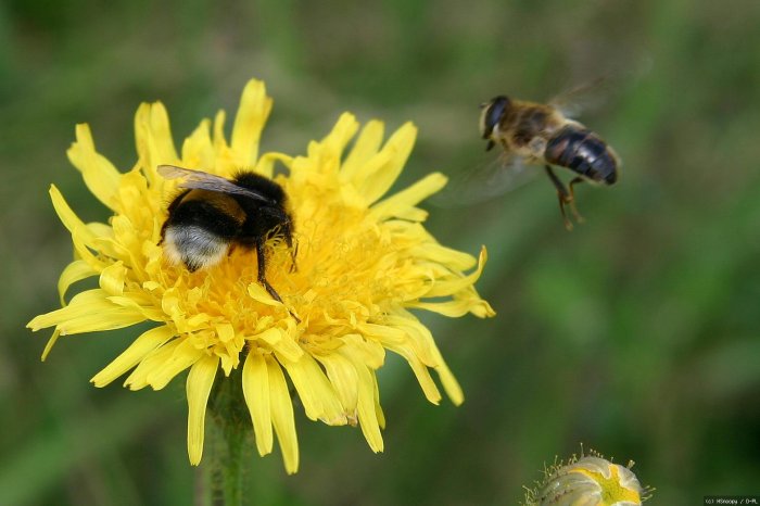 Hummel und Biene