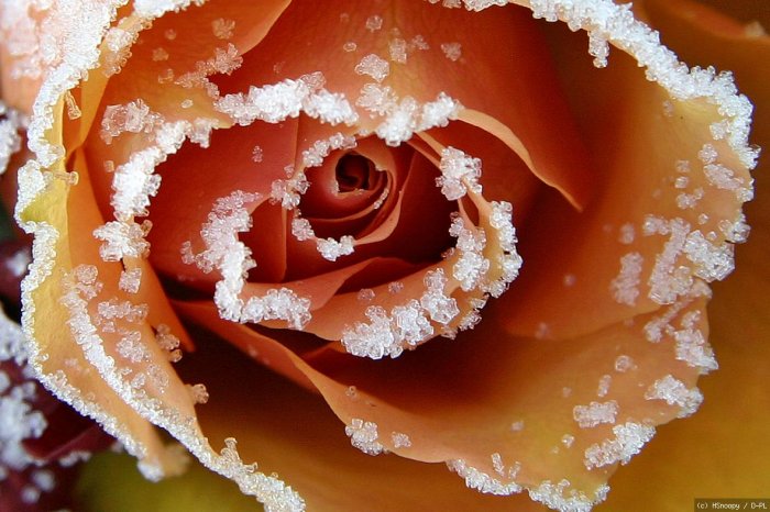 Rose im Eisrand