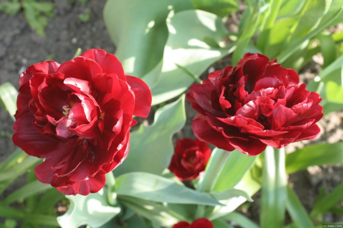 Tulipany