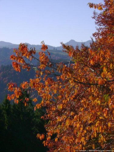 Allgäu