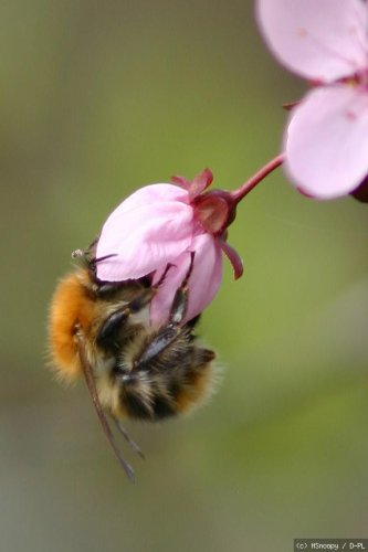 Hummel in einer Kirschblüte