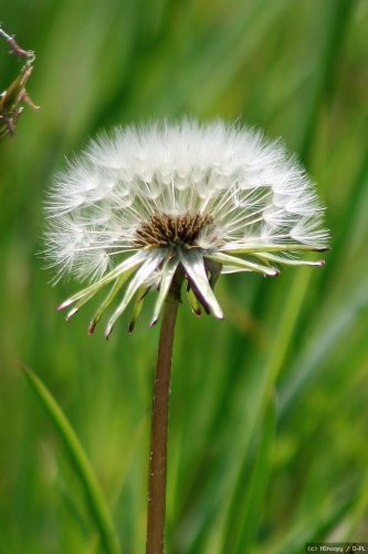 Pusteblume - oder Löwenzahn