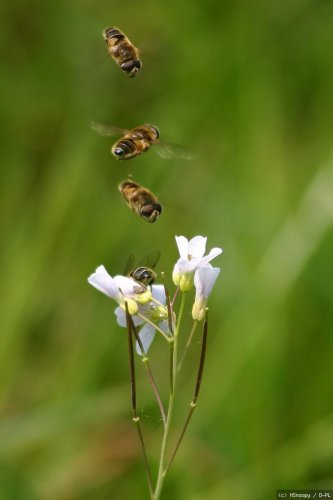 Schwebfliegen im Anflug