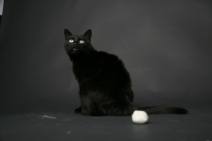 mein großer Kater