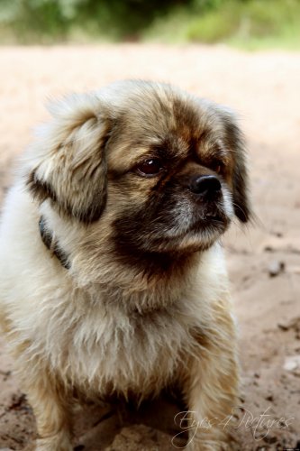 fremder Hund teil 2