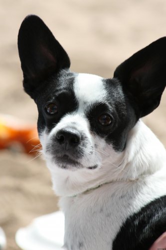 fremder Hund