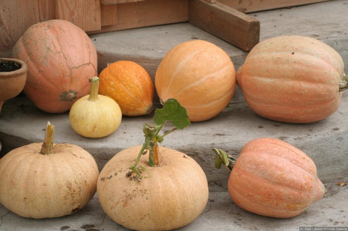 bald Halloween