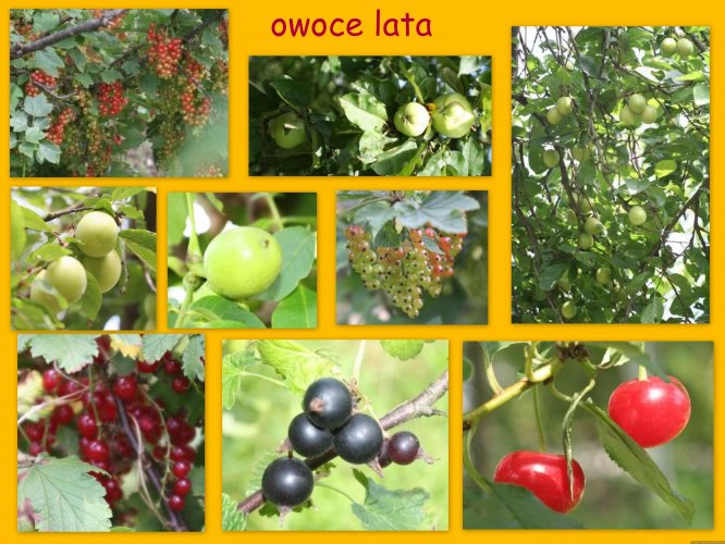 Owoce lata