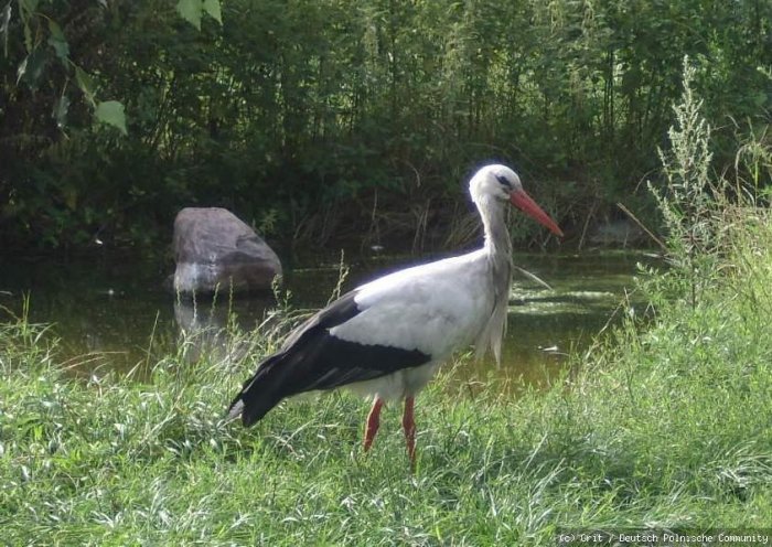 ein Storch