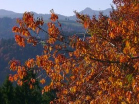 Allgäu