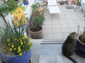 Kater Felix