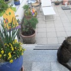 Kater Felix