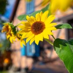 Sonnenblume vor Haus