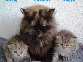 Chantal mit ihren Katzenkindern