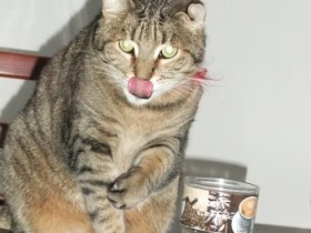 Kater Felix nimmer satt