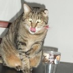 Kater Felix nimmer satt