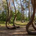 Krummer Wald - Krzywy Las