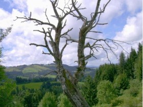 Allgäu