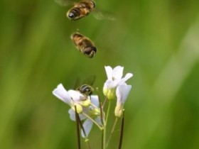 Schwebfliegen im Anflug