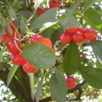 Kirschbaum