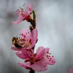 Biene in Blüte
