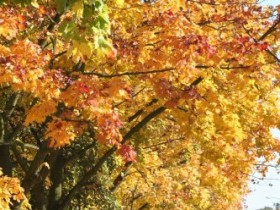 Goldener Herbst
