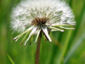 Pusteblume - oder Löwenzahn