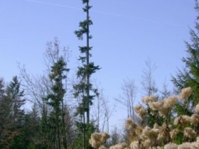 Allgäu