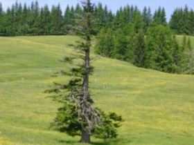 Allgäu