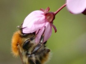Hummel in einer Kirschblüte